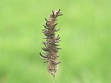 Claviceps purpurea (Fr.) Tul.